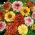 Tricolor krysantemum, tricolor daisy "Dunnetti" - 105 frø - Chrysanthemum carinatum