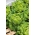 Zelena salveta "Ewelina" - obrađeno sjeme - Lactuca sativa L. var. Capitata - sjemenke