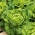 Butterhead marul "Ewelina" - pürüzsüz ve lezzetli yaprakları ile - 1000 adet - Lactuca sativa L. var. Capitata - tohumlar
