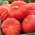 סקווש ענק "רוז 'ויף ד' אטמפס" - עם פירות גדולים, שטוחים ומרופטים - 9 זרעים - Cucurbita maxima 