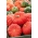 Giant squash "Rouge vif d'Etampes" - cu fructe mari, aplatizate, cu nervuri - 9 semințe - Cucurbita maxima 