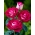 큰 꽃 장미-크림 화이트 핑크-화분 모종 - 