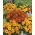 צפורני חתול צרפתי - תערובת ייחודית של פרחים בודדים - 350 זרעים - Tagetes patula nana 