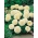 Cúc vạn thọ Mexico màu trắng kem - giống phát triển thấp, lên đến 35 cm; Cúc vạn thọ - 150 hạt - Tagetes erecta 