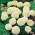 크림색의 흰색 멕시코 메리 골드 - 저지대 품종, 최대 35cm; 아즈텍 메리 골트 - 150 종 - Tagetes erecta  - 씨앗