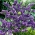 Statice ungu, lavender laut, daun takik marsh rosemary, laut merah muda, wavyleaf lavender laut - 105 biji - 