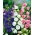 פעמוני קנטרברי - מגוון פרחים כפול; פעמון - 400 זרעים - Campanula medium