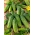 Cucumber "Anulka" - field, gherkin variety - COATED SEEDS - 50 seeds