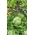 アイスバーグレタス "五大湖118"  - 濃い緑色の葉 -  2400種子 - Lactuca sativa L.  - シーズ