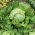 빙산의 양상추 "5 대호 118"- 짙은 녹색 잎 - 2400 종 - Lactuca sativa L.  - 씨앗