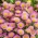 Aspen flottaane - một bông hoa ban đầu màu hồng lily - Erigeron speciosus - hạt