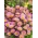 Aspen flottaane - một bông hoa ban đầu màu hồng lily - Erigeron speciosus - hạt