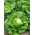Ицеберг салата "Трапер" - бледо зелено лишће - 900 семена - Lactuca sativa L. 