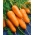 Морков "Катрин" - тип Chantenay, много ранен сорт за първа култура по агрографски - 2550 семена - Daucus carota