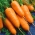 Cenoura - Chantenay - Katrin - 2550 sementes - Daucus carota