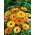 냄비 메리 골드 "Deja Vu"- 다양한 믹스; ruddles, 일반적인 marigold, 스카치 marigold - 216 종자 - Calendula officinalis - 씨앗