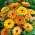 Pot marigold "Deja Vu" - campuran berbagai; ruddles, marigold umum, Scotch marigold - 216 biji - Calendula officinalis