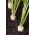 BIO šakninės petražolės „Halblange“ - sertifikuotos ekologiškos sėklos - 