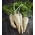 BIO Kök maydanoz "Halblange" - sertifikalı organik tohumlar - 