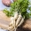 BIO Root parsley "Halblange" - benih organik bersertifikat - 