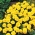 Tagetes patula nana - 153 siemenet - Boy Yellow