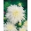 Aster cu flori în crizanteme - cu flori albe - 450 de semințe - Callistephus chinensis 