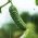 黄瓜“阿罕布拉”-种子带上的田间品种 - 