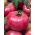 Tomate - Raspberry Ozarowski - semillas tratadas -  Lycopersicum esculentum