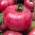 Rajčata "Raspberry Ozarowski" - OŠETŘENÁ SEMENA -  Lycopersicum esculentum