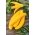Kabatšokk "Bananowy Song F1" - kollaseid puuvilju tootev sort; suvikõrvits - 