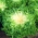 Endive "Myrna" - Cichorium endivia - semená
