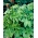 Japanin Hop-siemenet - Humulus japonicus - 20 siementä