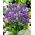Dwarf Clustered Bellflower seeds - Campanula glomerata acaulis - 910 biji