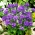 دانه های گل گاوزبان کلافه شده - Campanula glomerata acaulis - 910 دانه