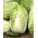 Couve - chinesa - Bristol - 430 sementes - Brassica pekinensis Rupr.