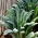 羽衣甘蓝“托斯卡纳黑” - 托斯卡纳种类 -  540种子 - Brassica oleracea L. var. sabellica L. - 種子