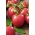 Raspberry lĩnh vực cà chua "Raspberry Vintage" - không gợn sóng - Lycopersicon esculentum Mill  - hạt