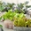 مینی باغ - برگ برش خورده - برای کشت در بالکن و تراس -  Cichorium intybus, Cichorium endivia, Brassica rapa var. japonica, Lactuca sativa - دانه