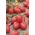 Paradajka "Raspberry Delicacy" - drobné ovocie s vynikajúcou, osviežujúcou chuťou - Lycopersicon esculentum Mill  - semená