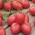 Paradajka "Raspberry Delicacy" - drobné ovocie s vynikajúcou, osviežujúcou chuťou - Lycopersicon esculentum Mill  - semená