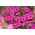 Петуния "Каскада" - розова - 160 семена - Petunia x hybrida pendula