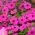 Петуния "Каскада" - розова - 160 семена - Petunia x hybrida pendula