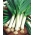Leek "Titus" - for autumn harvest, direct sow possible - 320 seeds