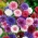 Búzavirág - színkeverék - 200 magok - Centaurea cyanus