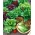 Izbor sorte salate - 450 sjemenki - Lectuca sativa  - sjemenke