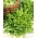Зелена салата "Дубацек" - зелена и укусна - 900 семена - Lactuca sativa L. var. crispa L. 
