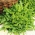 Dubový list "Dubáček" - zelený a chutný - 900 semen - Lactuca sativa L. var. crispa L.  - semena