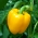 Biber "Kasia" - Isıtılmamış tünellerde ve tarlada ekim için sarı - Capsicum L. - tohumlar