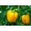 Перець "Кася" - жовтий сорт для вирощування в неопалюваних тунелях і в польових умовах - Capsicum L. - насіння