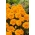 Marigold Perancis "Izolda" - aprikot-oren, pelbagai bunga yang semakin meningkat - Tagetes patula nana - benih
